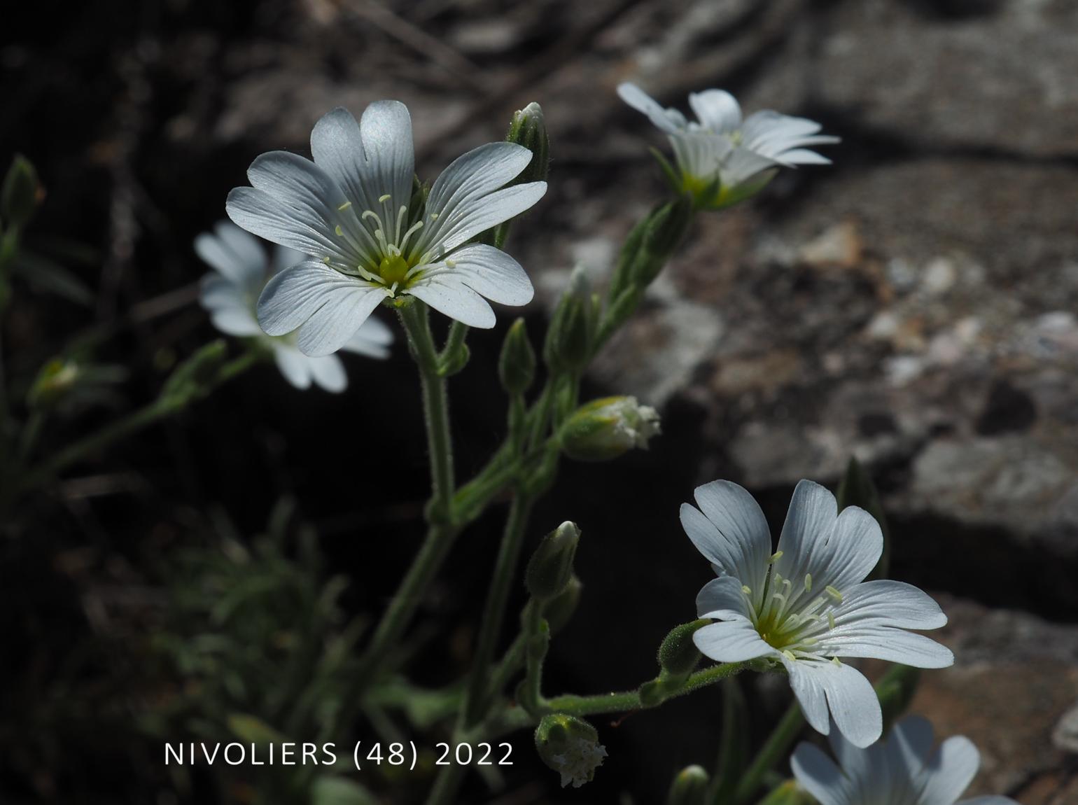 Mouse-ear, Field